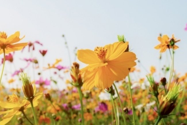 MAYIS 2024 VERGİ TAKVİMİ